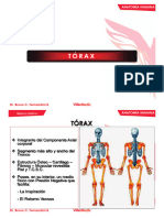 Anatomía Torax 1