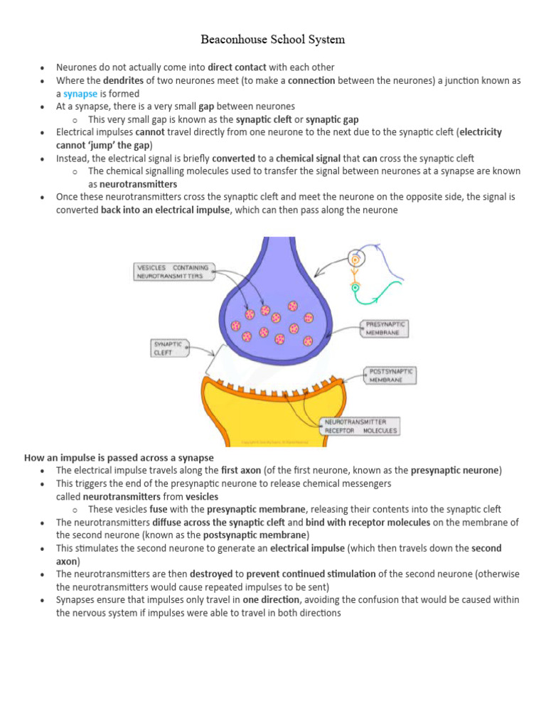 Understanding Synapses in Neurons | PDF | Philosophy | Self-Improvement