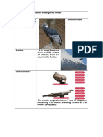 El Cóndor Andino Animal en Peligro de Extinción Ingles