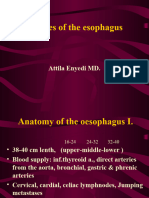 Surgical Aspects of The Oesophageal Diseaseseb60