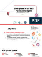 Embryology (3) Development of The Male Reproductive Organs