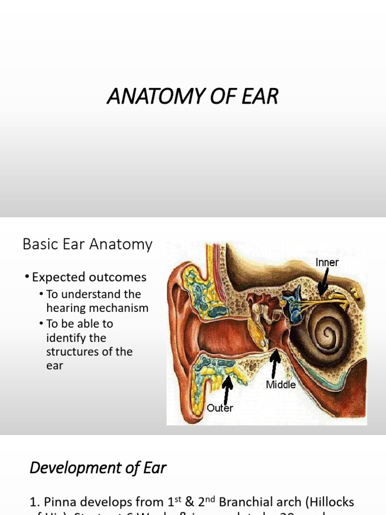 Anatomy and Development of the Ear | PDF | Ear | Auditory System