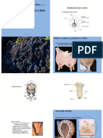 AnatomÃ A e Fisioloxã A Do Ubre