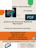 Desarrollo Del SN, Prenatal