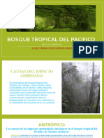 Bosque Tropical Del Pacifico