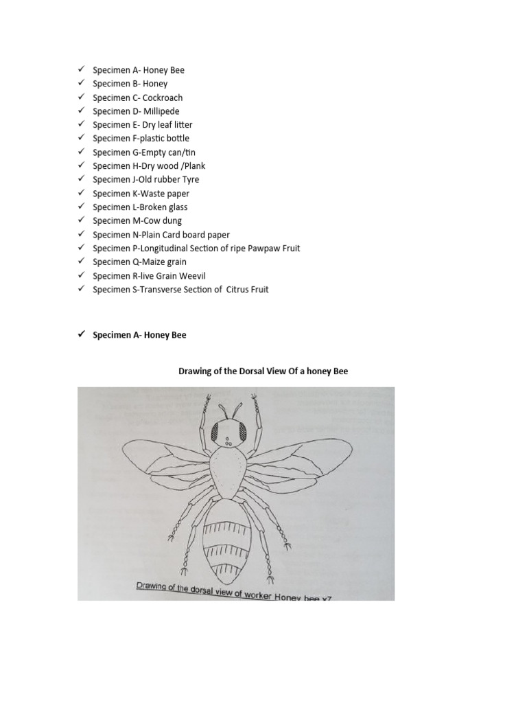 Insect and Waste Specimen Analysis | PDF | Fruit | Waste