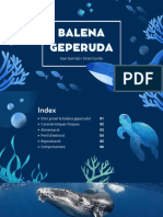 Balena Geperuda