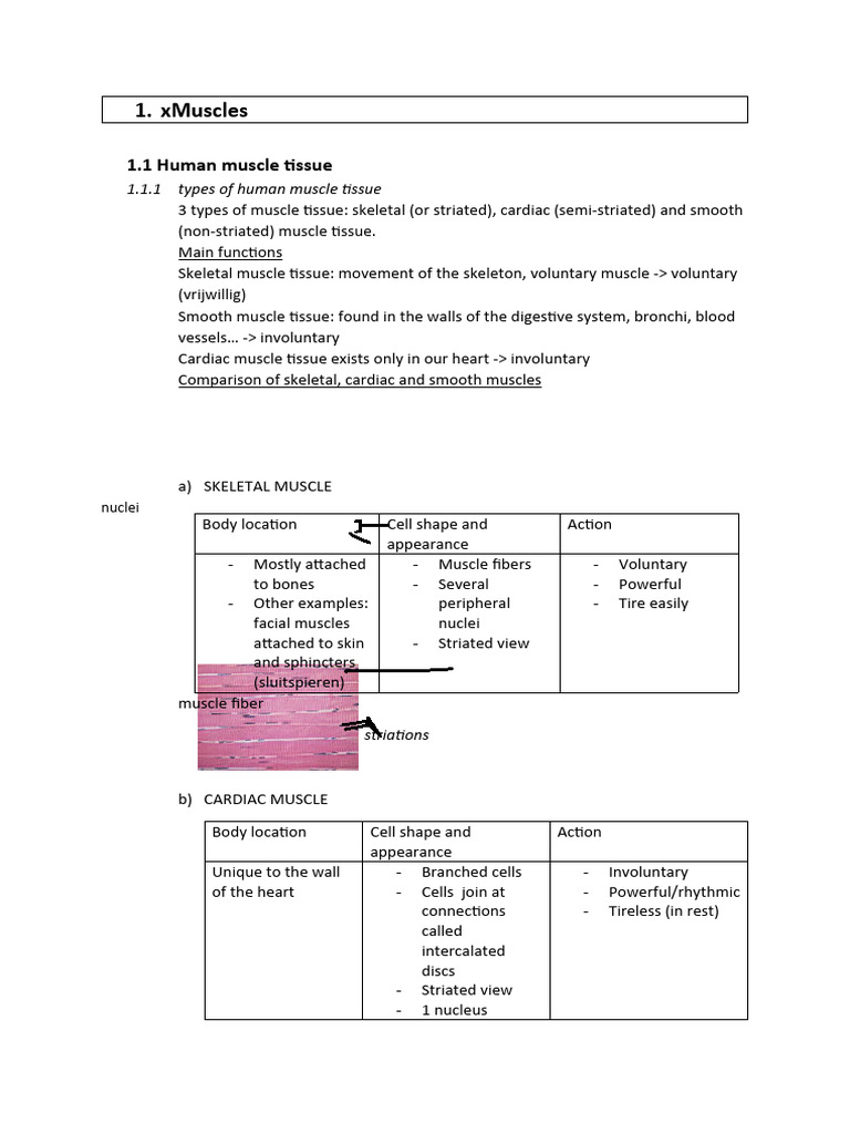 Biology Trimester 3 PDF Skeletal Muscle Tissue (Biology)