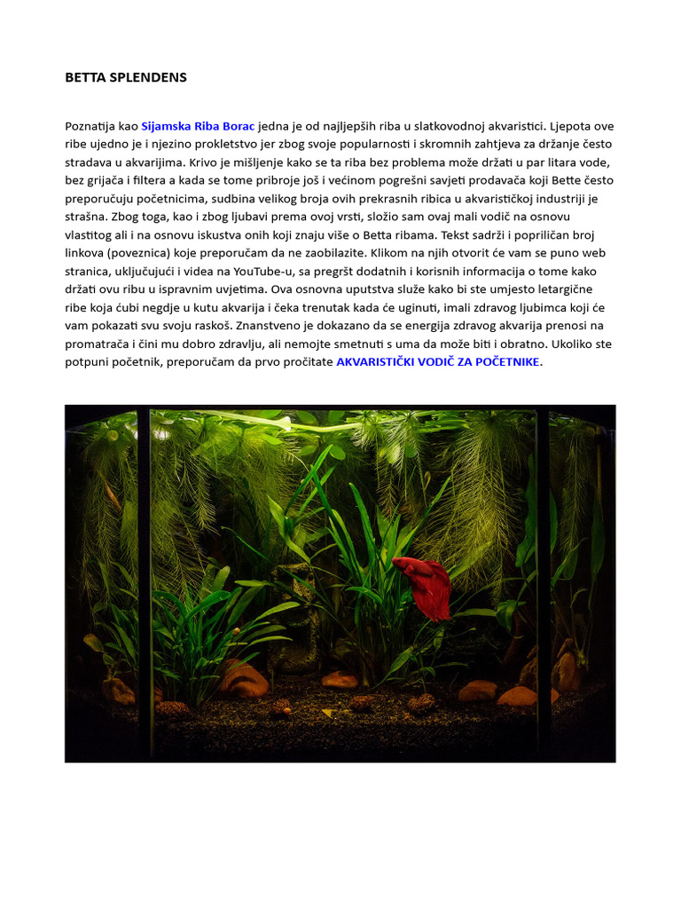 Betta Splendens | PDF