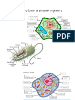 Mega Resumen Biología Común