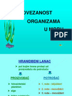 Povezanost Organizama U Moru