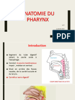 Anatomie Pharynx