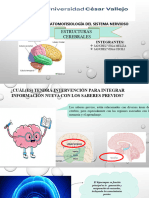 Estructuras Cerebrales