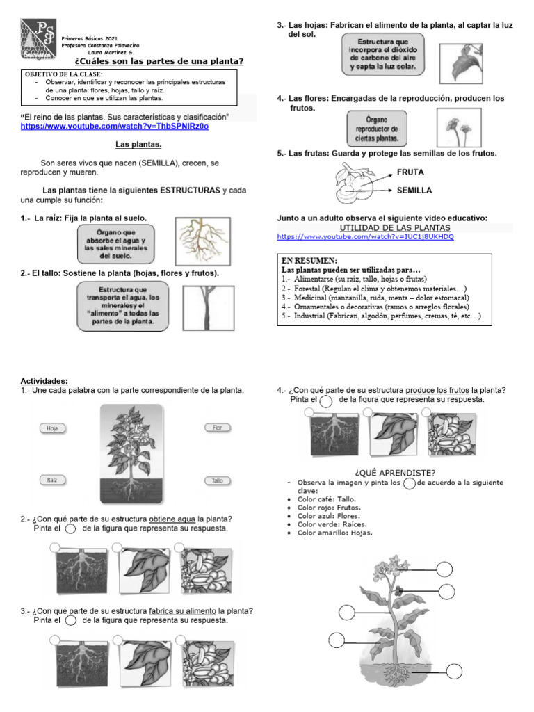 Las Plantas | PDF | Plantas | Tallo de la planta