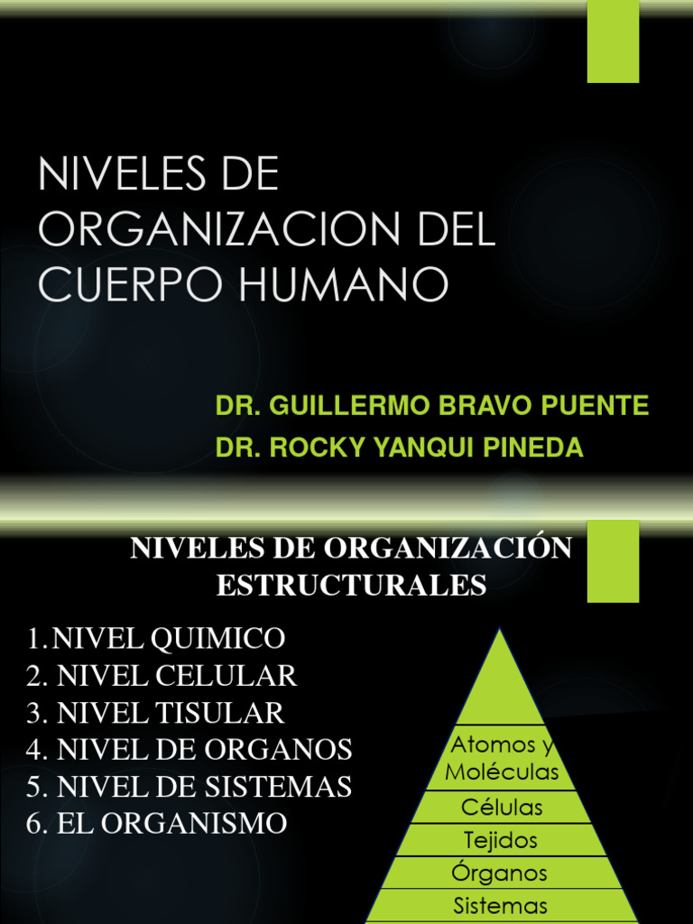 Planos y Cavidades del Cuerpo Humano | PDF | Términos anatómicos de ...