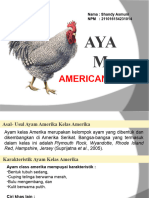 Ayam