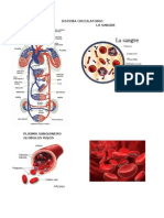 Sistema Circulatorio La Sangre