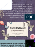 Deadly Nightshade (Atropa Belladonna) - 20230910 - 091820 - 0000