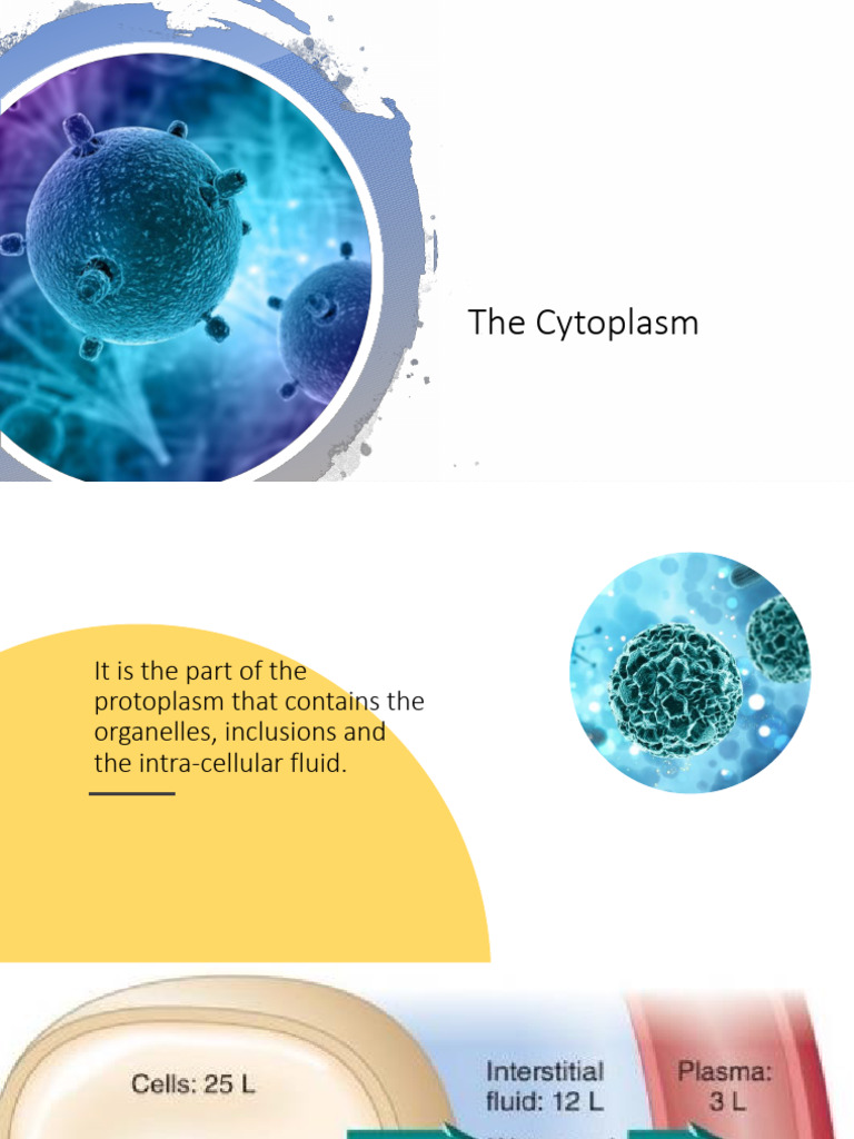 Cytoplasm of A Cell | PDF | Endoplasmic Reticulum | Cytosol
