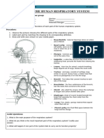 Activity 1 Respiratory System