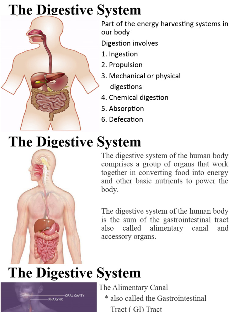 Overview of Human Digestive System | PDF | Human Digestive System ...