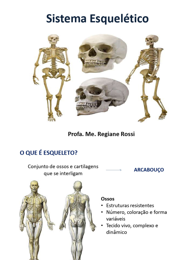 Aula 2 Anatomia Pdf Osso Esqueleto