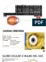 Anatomía Del Globo Ocular