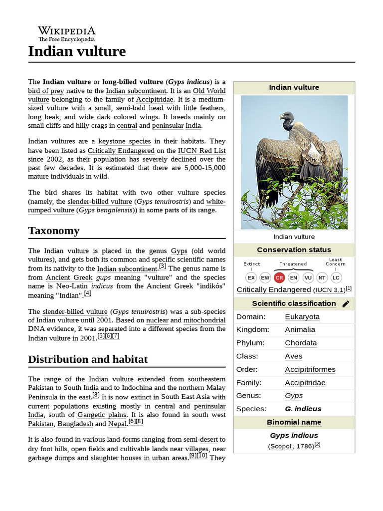 Indian Vulture Pdf Birds Of Prey