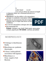 Rhizobium