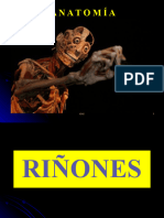 RIÑONES