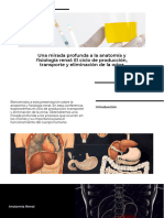 Wepik Una Mirada Profunda A La Anatomiacutea y Fisiologiacutea Renal El Ciclo de Produccioacuten Transporte y Eliminaci 20231106034644YoLt