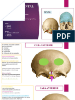 Hueso Frontal
