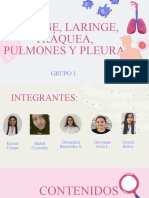 Faringe, Traquea, Pulmones, Pleura