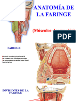 18.canal - Cuello 13-Anatomia de La Faringe 1 (Musculos, Inervación)