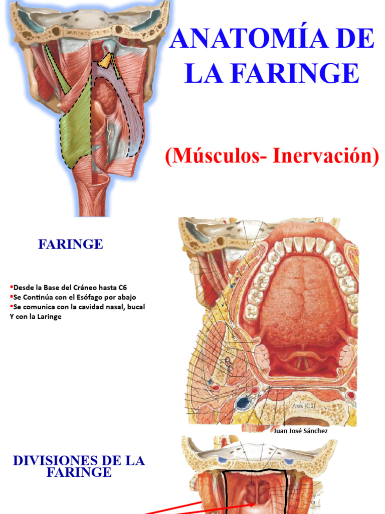 Anatomía e Inervación de la Faringe | PDF | Laringe | Cabeza y cuello ...