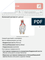 21. Анатомия коленного сустава