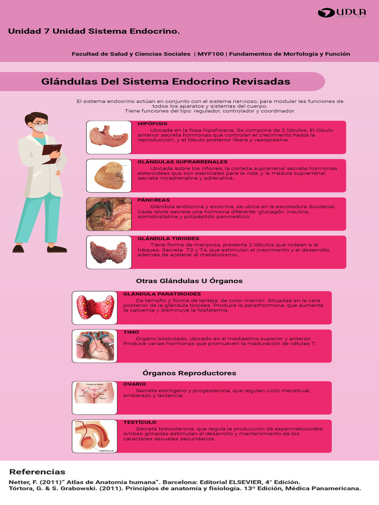 Glándulas Endocrinas y sus Funciones | PDF | Sistema endocrino ...