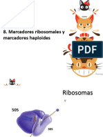 Marcadores Ribosomales y Haploides - EOF