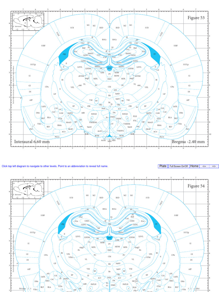 Rat Brain Atlas PDF Temporal Lobe Limbic System