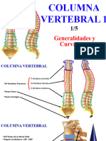 Columna y Torax Superficial