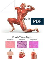 Muscle Tissue Lecture