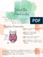 Glándulas Paratiroides