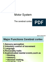 Motor System cerebral cortex