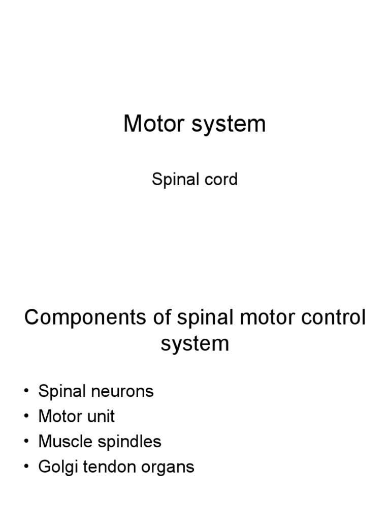 Spinal Motor Control System Overview | PDF | Motor Neuron | Spinal Cord