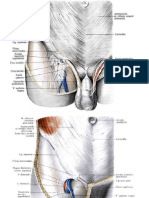 Inguinal Canal