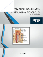 4.periapikal Dokuların Fizyolojisi