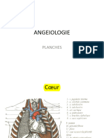 Angeiologie Powerpoint-1