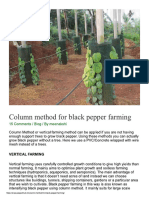 Column Method For Black Pepper Farming - PepperHub