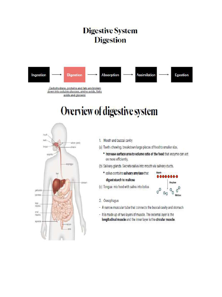 Digestion | PDF
