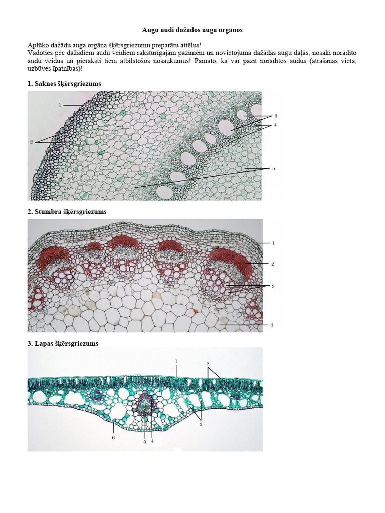 Augu audu struktūra un funkcijas | PDF